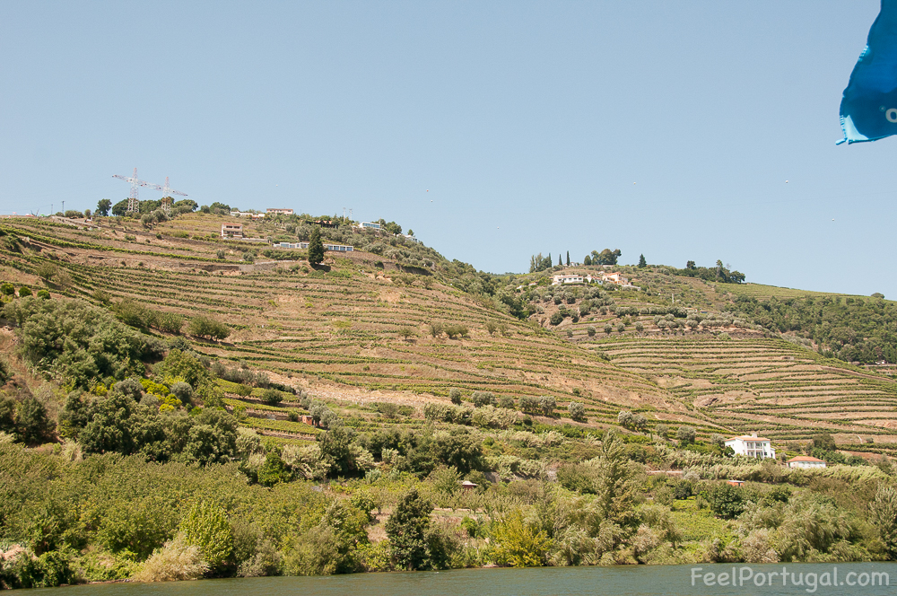 Douro Valley slope with vineyards